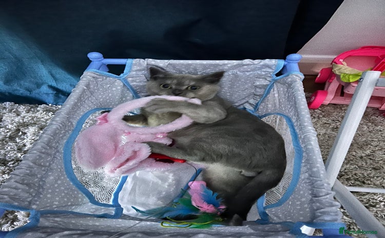 British Shorthair cats British Shorthair Rehoming - Advert 12