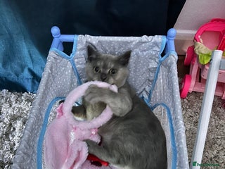 British Shorthair cats for sale: British Shorthair Rehoming - Advert 1