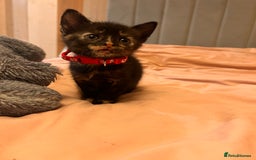 Domestic Shorthair cats for sale: Adorable Tortoiseshell Kittens - Image 16