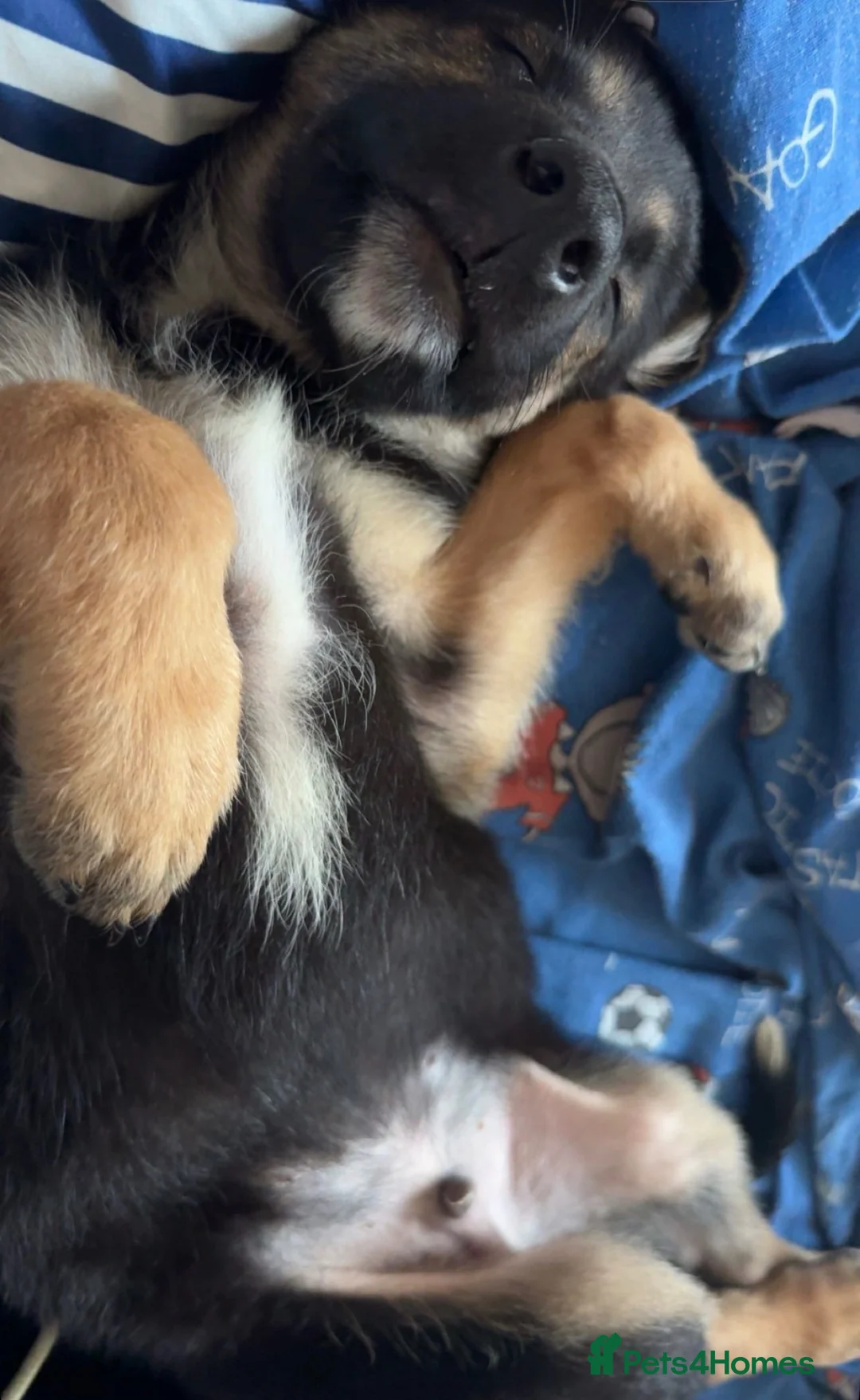 Mixed Breed dogs for sale: Male German Shepherd cross Akita puppy in Liverpool - Advert 2