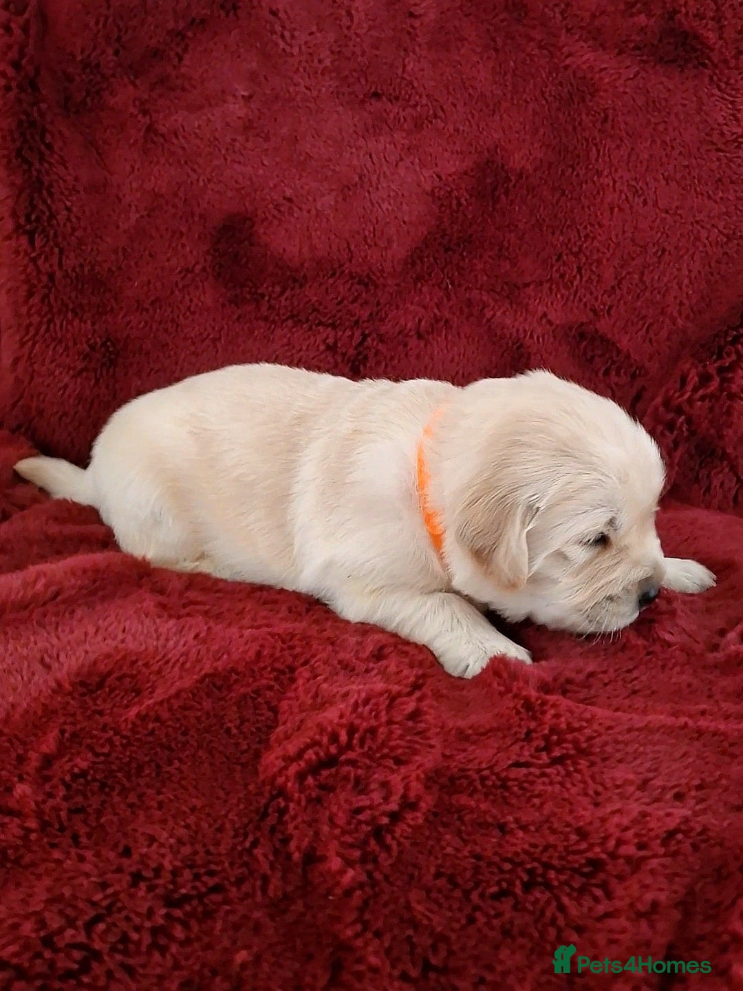 Golden Retriever dogs for sale: KC Registered Golden Retriever Puppies - Advert 10