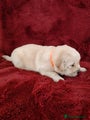 Golden Retriever Puppy Orange