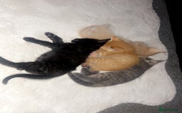 Mixed Breed cats for sale: Kittens - Image 1