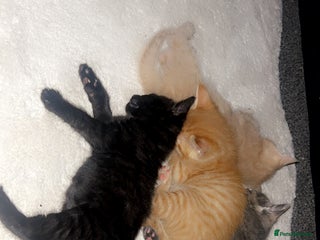 Mixed Breed cats for sale - Advert 1