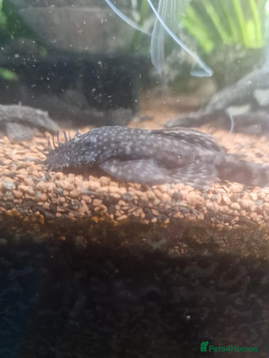 Plecos fish for sale: Juvenile Bristlenose Pleco - Advert 3