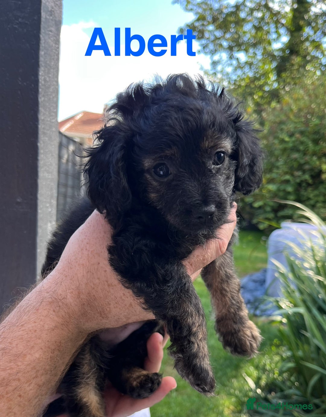 Yorkiepoo dogs for sale: Yorkiepoo cockapoo  - Image 15