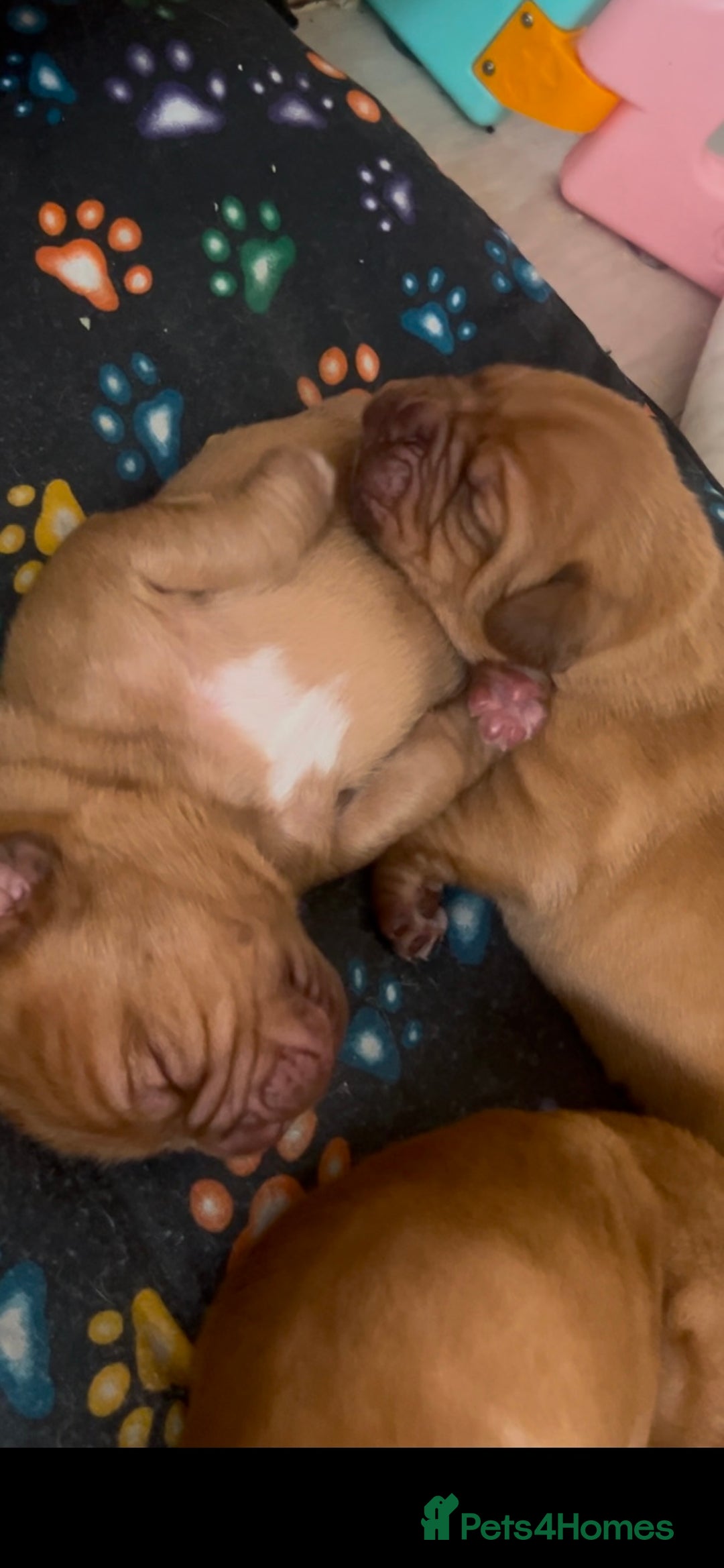 Dogue De Bordeaux dogs for sale: FULL PEDIGREE 🦁 Dogue de Bordeaux pups ( French ) - Image 8