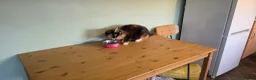 Maine Coon cats for sale: Main coon kittens  - Advert 1