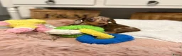 Miniature Dachshund dogs for sale: Beautiful Miniature Dachshund Puppies in Bath - Advert 2