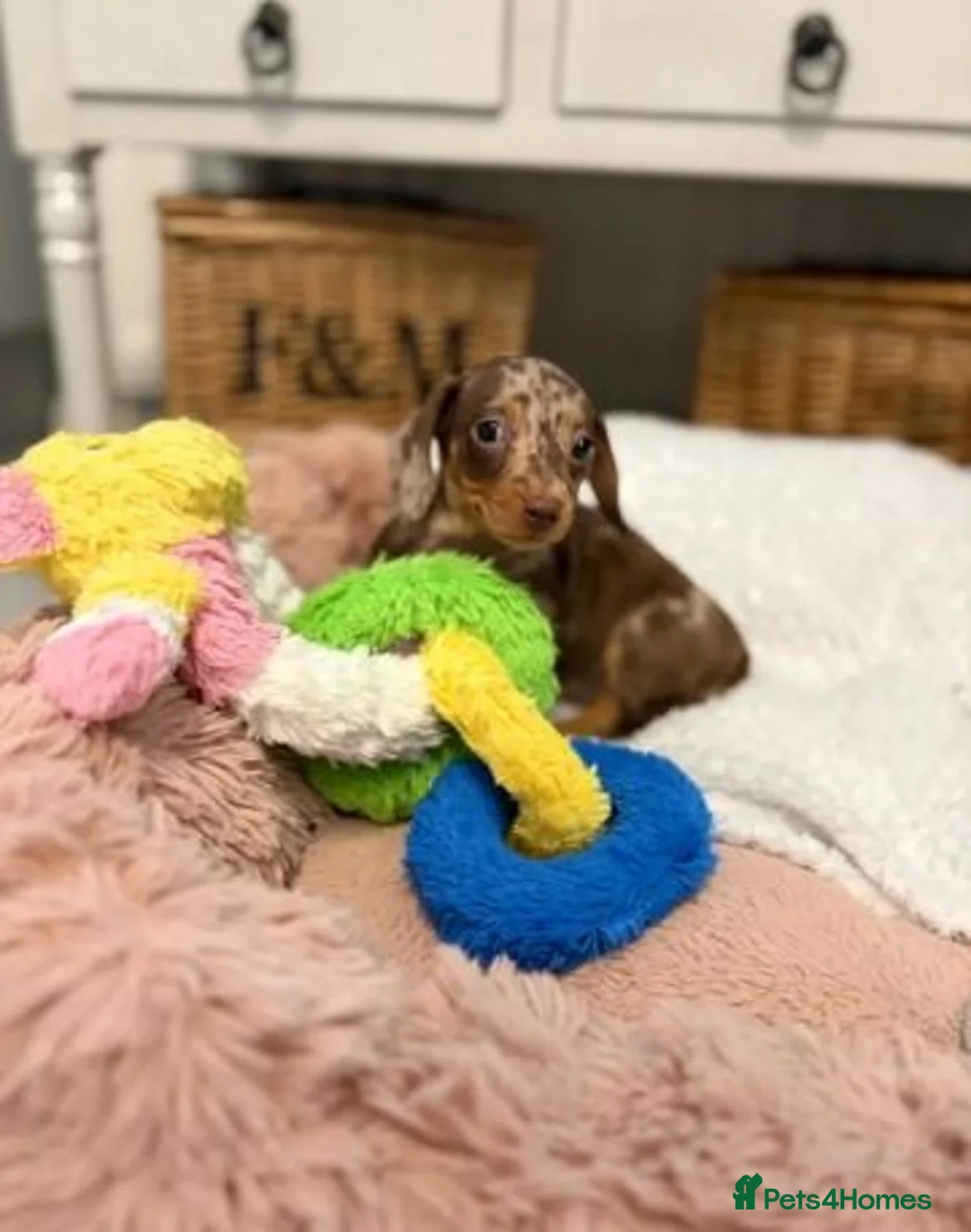 Miniature Dachshund dogs for sale: Beautiful Miniature Dachshund Puppies in Bath - Advert 2