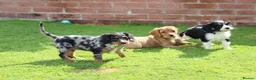 Cavapoo dogs for sale: COCKERLIERPOO puppies for sale - Advert 21