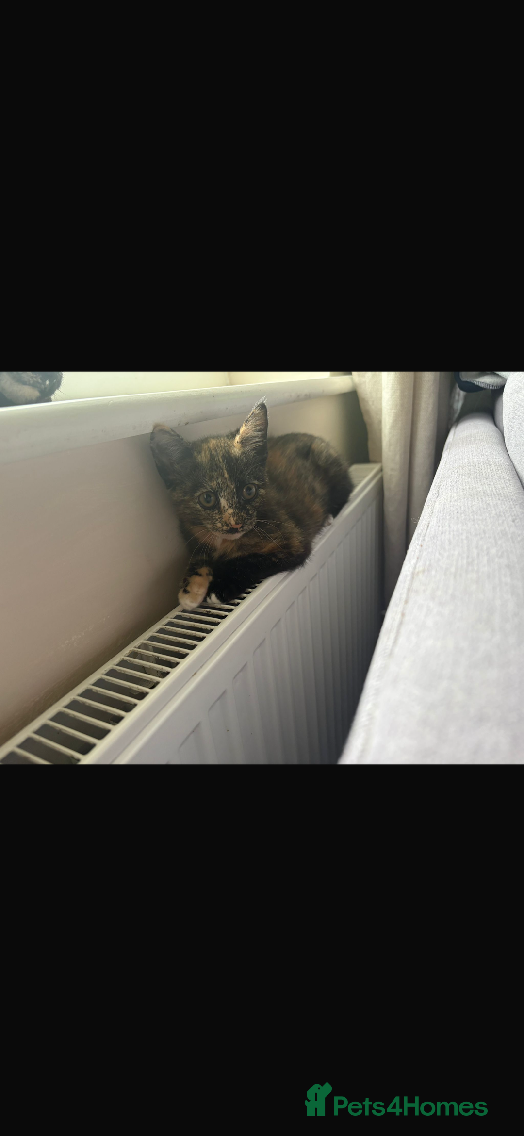 Mixed Breed cats for sale: Kitten  - Advert 2