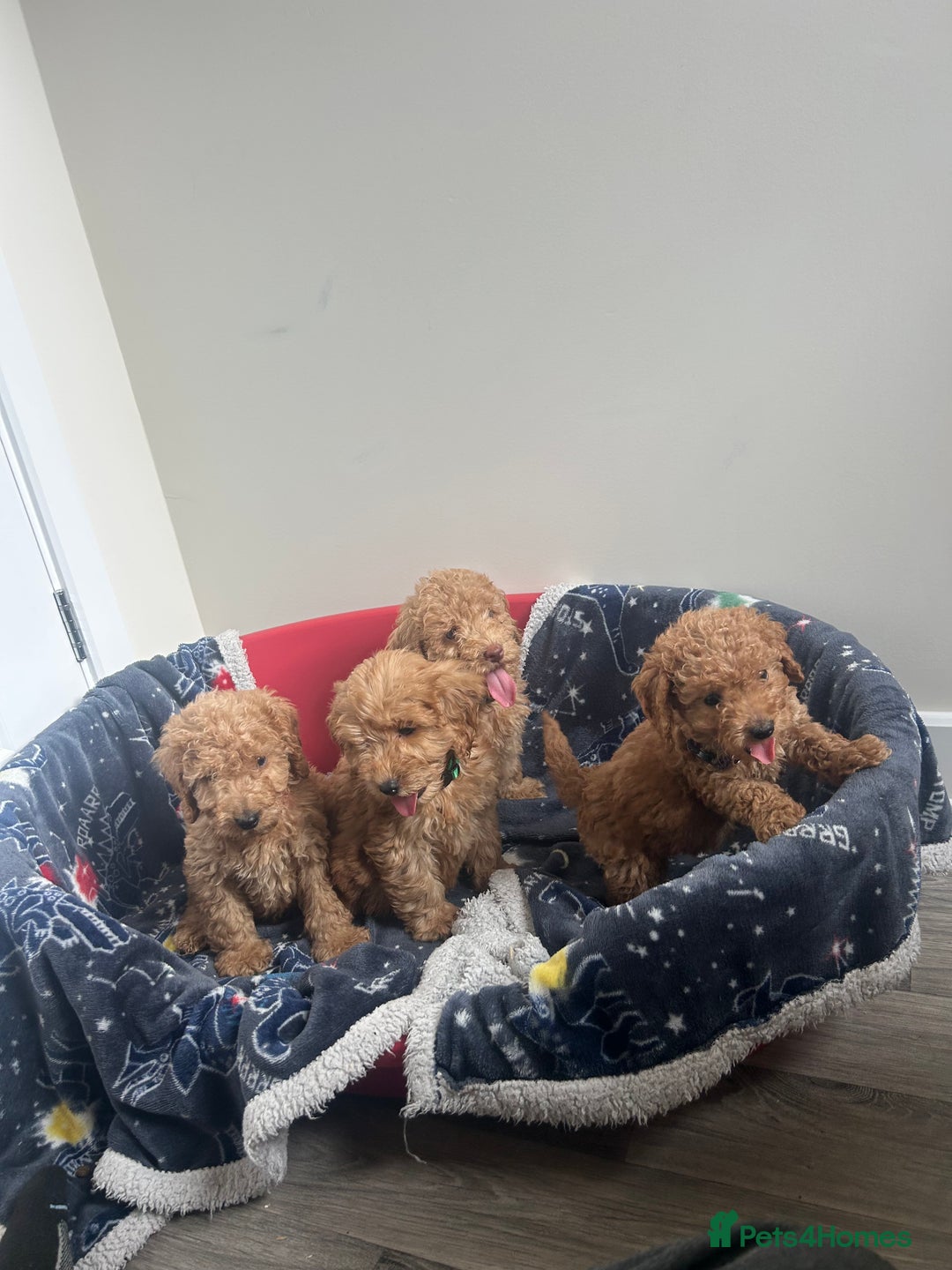 Cockapoo dogs for sale: 9 weeks old Cockapoo puppies  - Image 20
