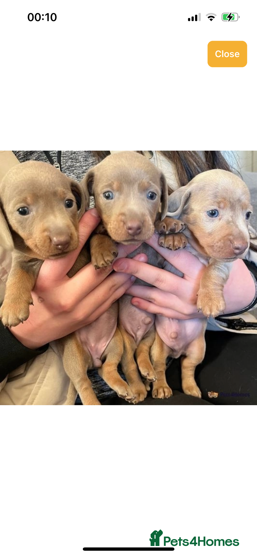 Miniature Dachshund dogs for stud: Isabella & Tan Miniature Daschund Stud - Image 11