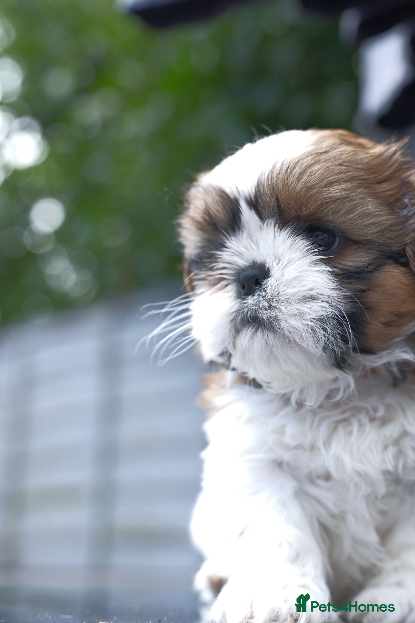 Shih Tzu dogs 3 Beautiful shih tzu puppies  - Advert 2