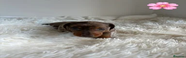 Miniature Dachshund 3