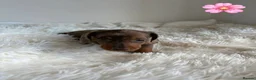 Miniature Dachshund dogs for sale: Stunning litter of miniature dachshund pups  - Advert 3