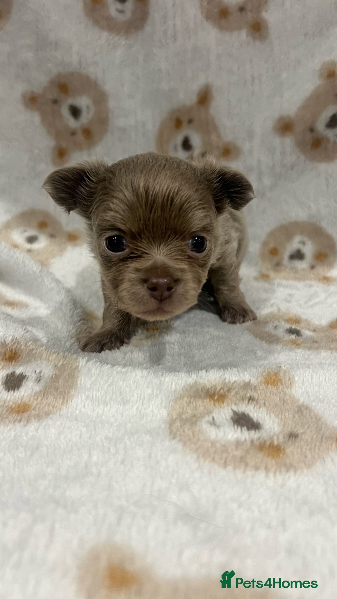 Chihuahua dogs for sale: Stunning Chihuahua Puppies ⭐️ - Advert 6