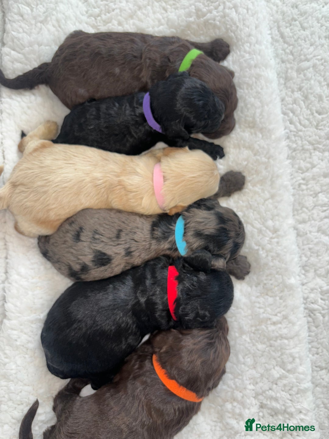 Cavapoo dogs for sale: 🐶 F1 CAVAPOO PUPPIES HEALTH TESTED PARENTS 🐶 - Advert 11