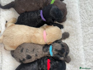 Cavapoo dogs 🐶 Beautiful Cavapoo Puppies 🐶 - Advert 1