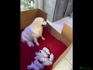 Golden Retriever dogs 2 boys KC Reg fully vaccinated - Advert 2