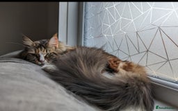 Maine Coon cats for sale: Maine coon girls  - Image 4