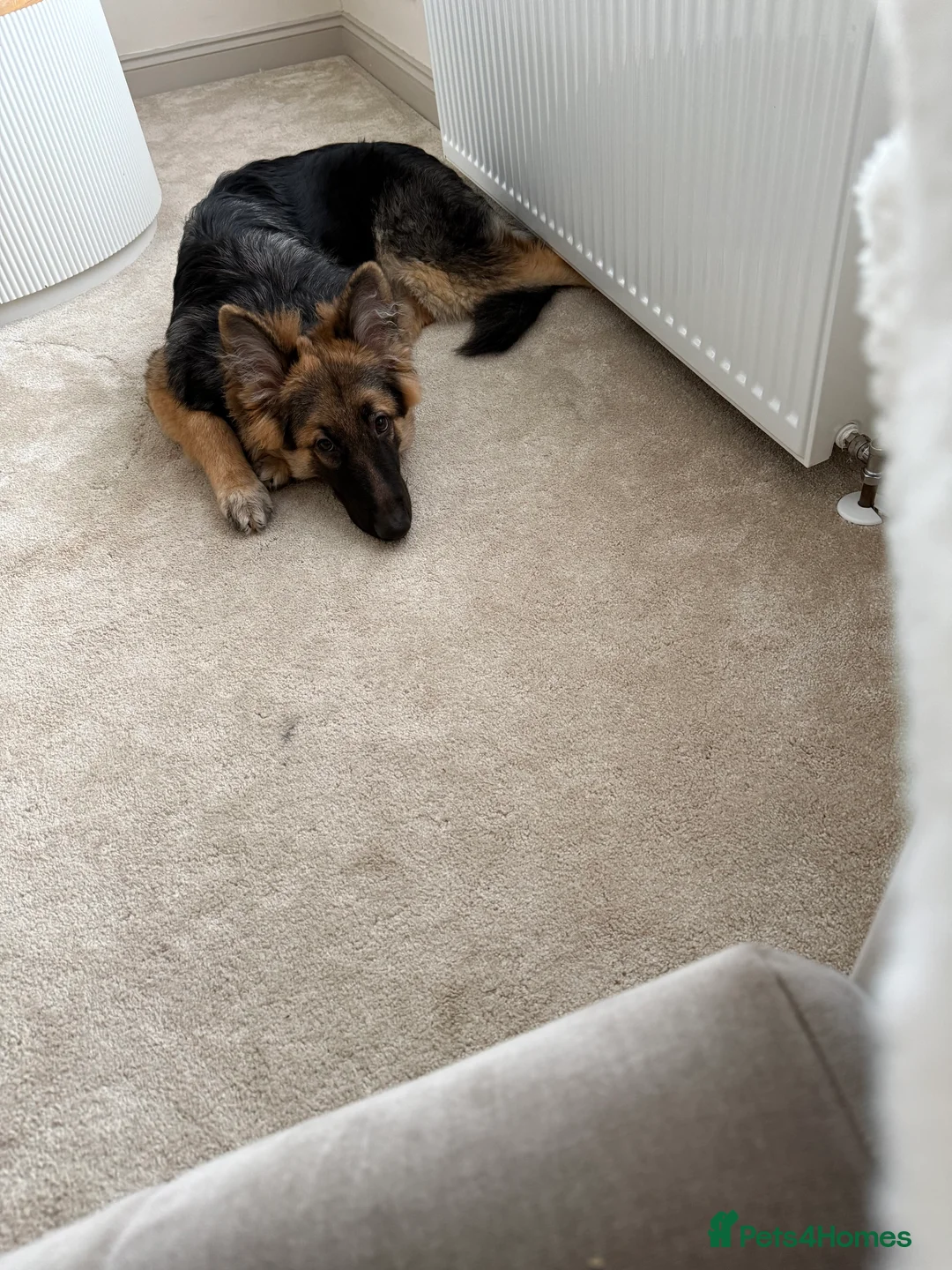 German Shepherd dogs for sale: German shepherd  - Advert 3