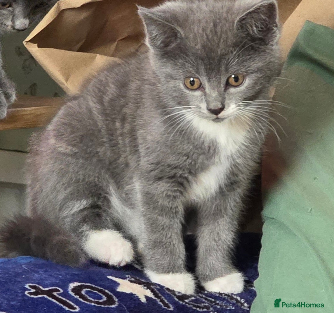 Ragdoll cats 5 Stunning Fluffy Ragdoll Cross Kittens  - Advert 13