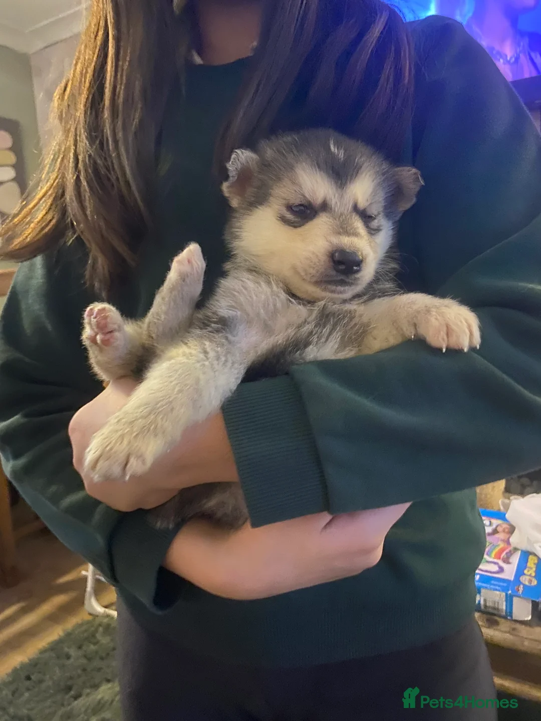 Alaskan Malamute dogs for sale: Alaskan malamute puppies  - Advert 8