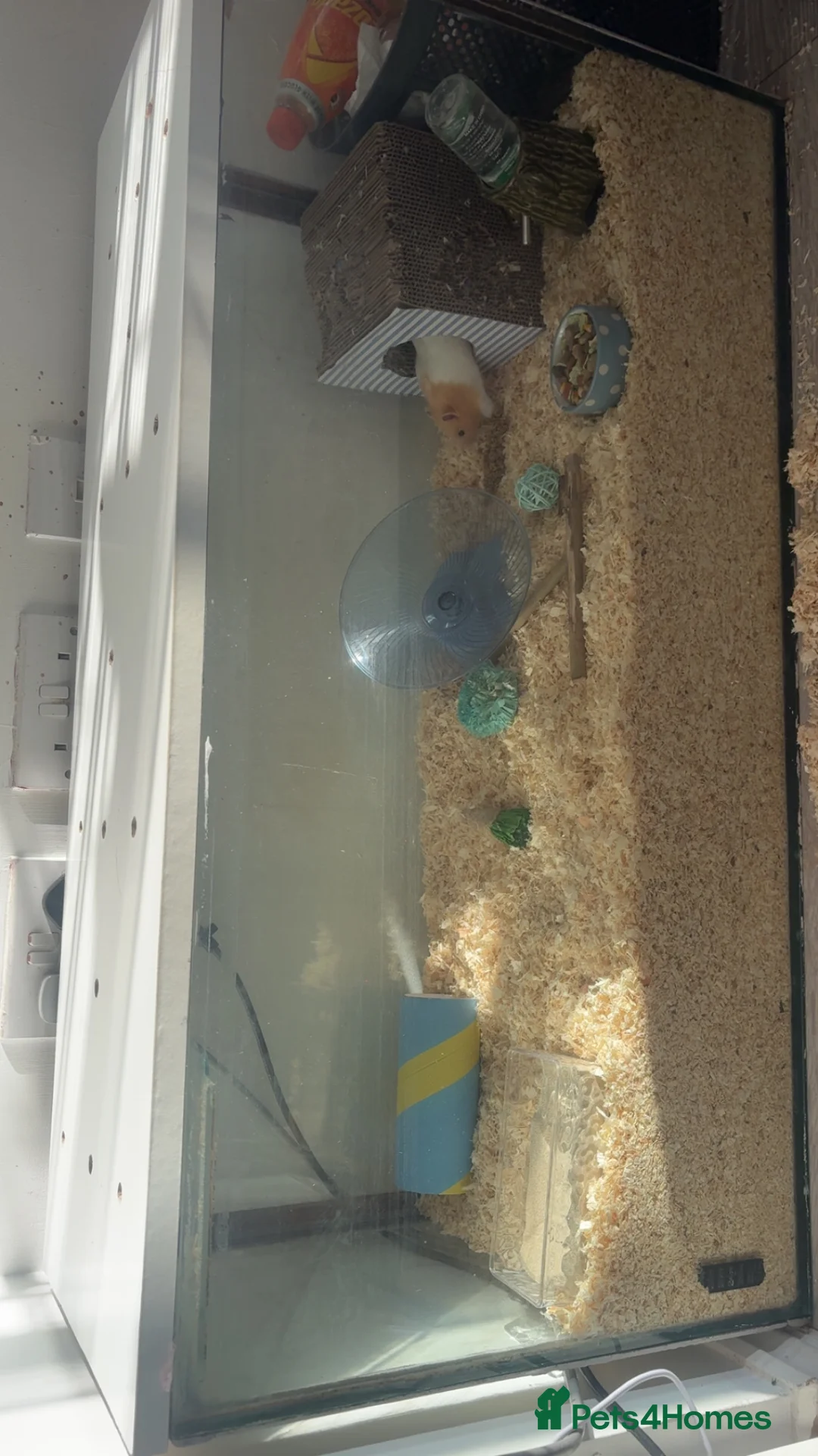 Hamster rodents for sale: Peanut - Advert 5