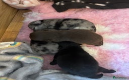 Pomeranian dogs for sale: Xs Pomeranian puppies  - Image 1