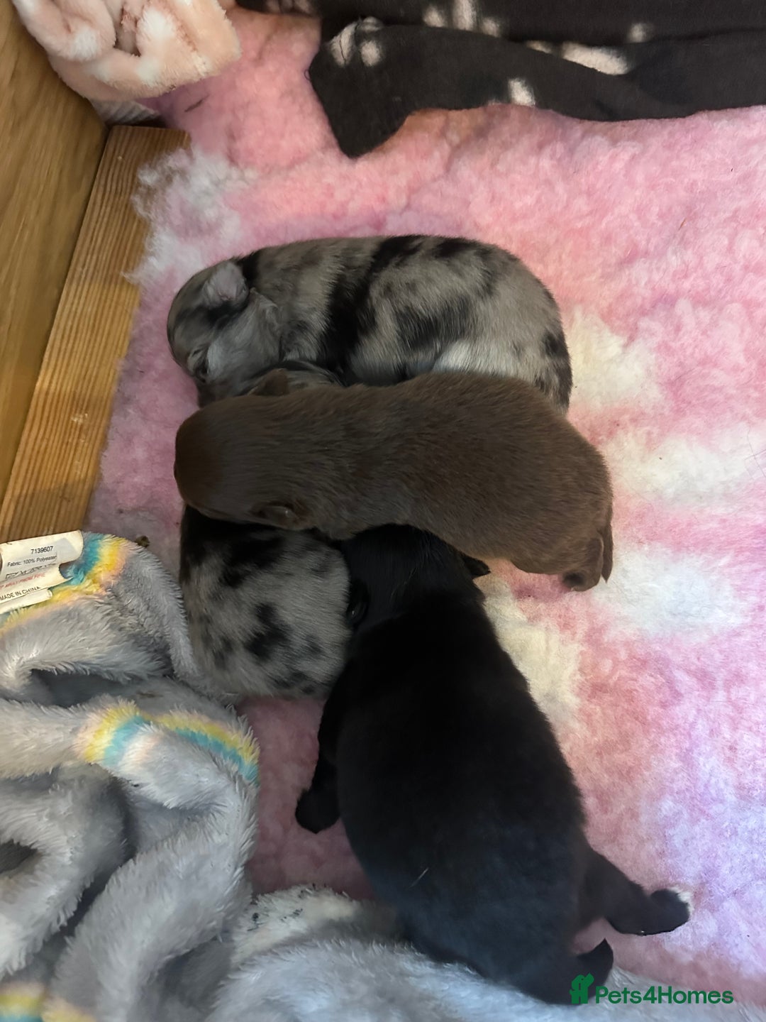 Pomeranian dogs for sale: Xs Pomeranian puppies  - Image 1