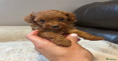 Toy Poodle dogs - Advert 2