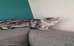 Maine Coon cats for sale: Pure Maine coon - Image 5