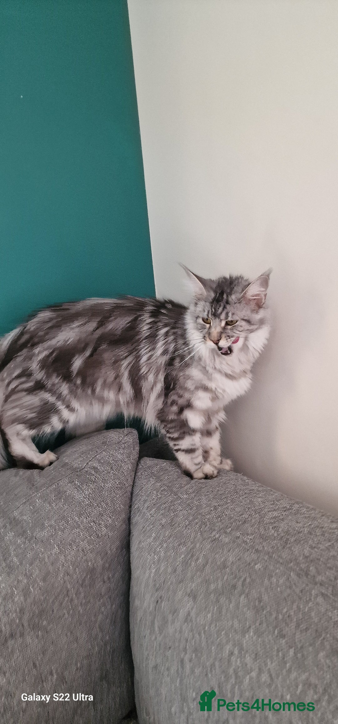 Maine Coon cats for sale: Pure Maine coon - Image 5