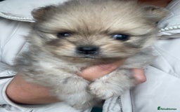 Pomeranian dogs for sale: 💙 Adorable Merle Pomeranian Puppy for Sale 💙 - Image 4