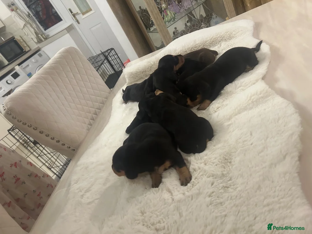 Dachshund dogs for sale: 7 beautiful puppy’s looking for a forever home.  - Advert 2