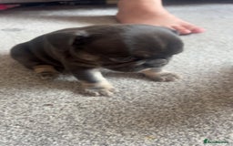 French Bulldog dogs for sale: 1 male and 2 female French Bulldogs for sale - Image 4