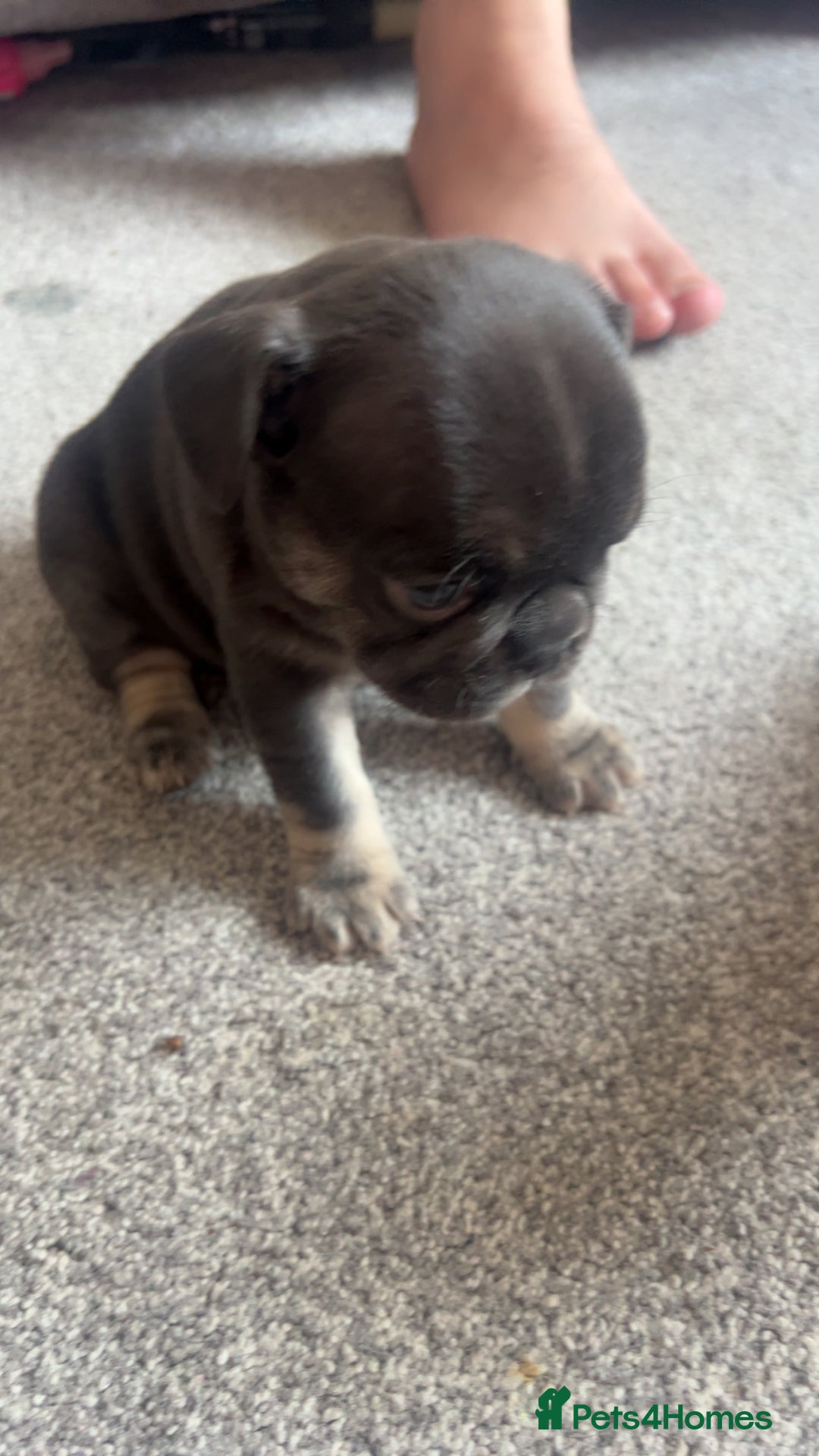 French Bulldog dogs for sale: 1 male and 2 female French Bulldogs for sale - Image 4