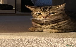 Birman cats for sale: Mixed Birman Tabby male cat  - Advert 5