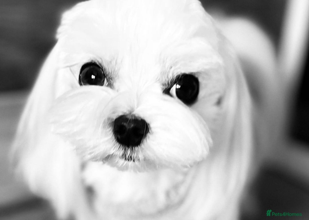 Maltipoo dogs for sale: Stunning Maltipoo Puppies ⭐️ DNA Tested ⭐️ - Image 33