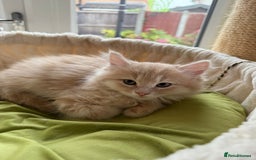Ragdoll cats for sale: Beautiful pale ginger Ragdoll X Maine Coon boy - Image 5