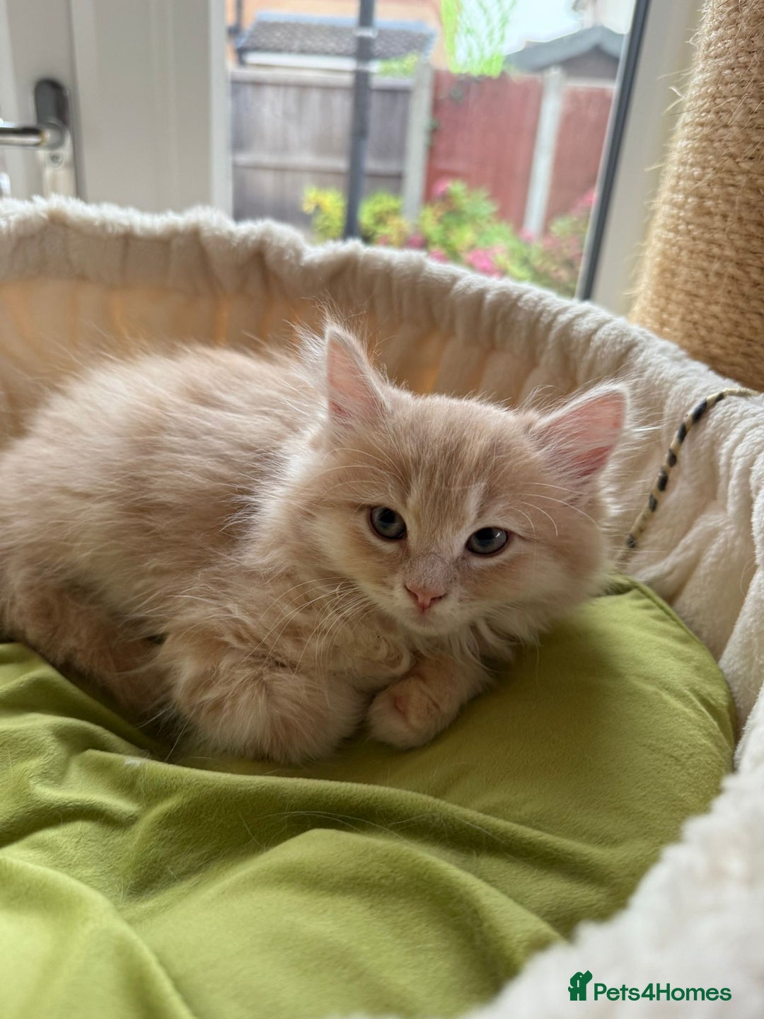 Ragdoll cats for sale: Beautiful pale ginger Ragdoll X Maine Coon boy - Image 5