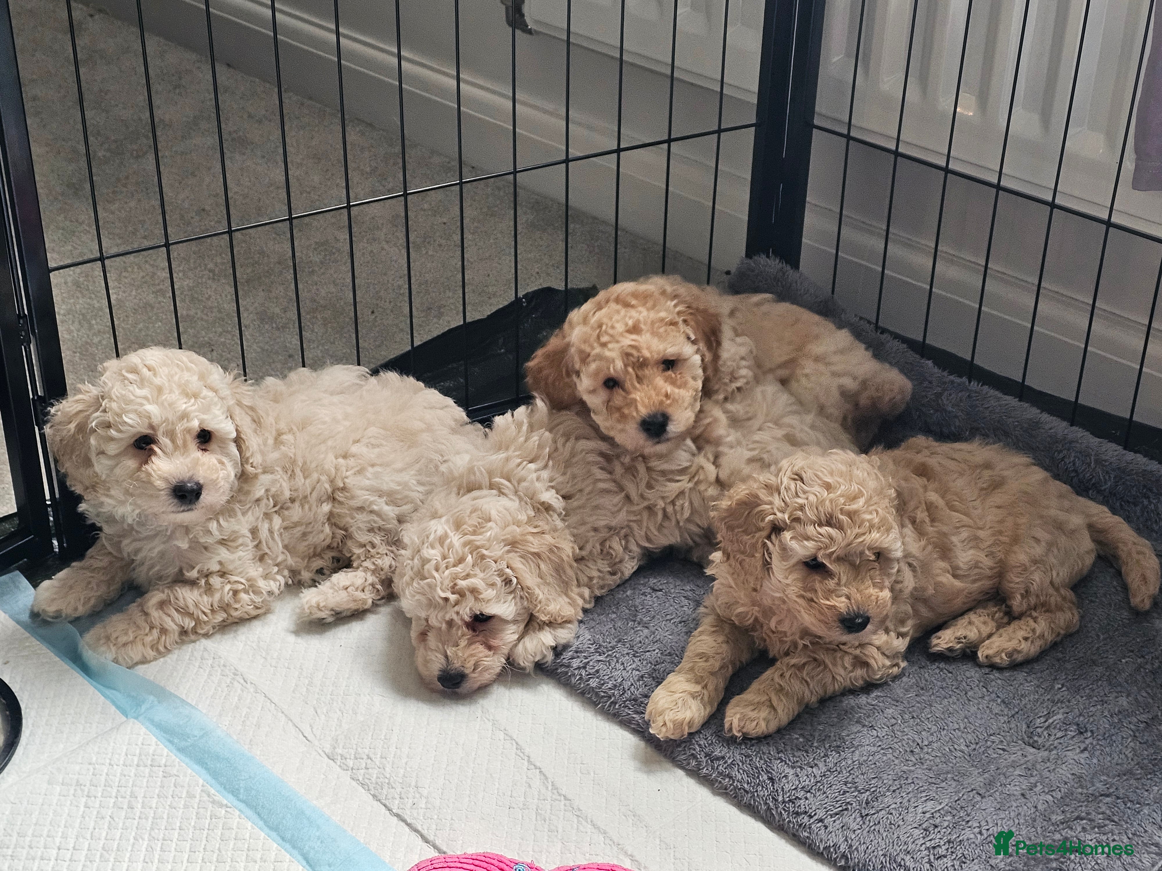 Toy Poodle dogs Beautiful toy/miniature poodle puppies. - Advert 5