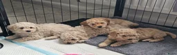 Toy Poodle dogs for sale: Now Ready for their forever loving home - Advert 1