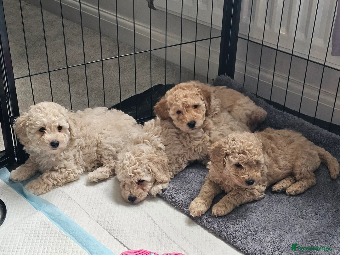 Toy Poodle dogs for sale: Now Ready for their forever loving home - Advert 1