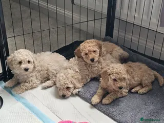 Toy Poodle dogs Beautiful toy/miniature poodle puppies. - Advert 5