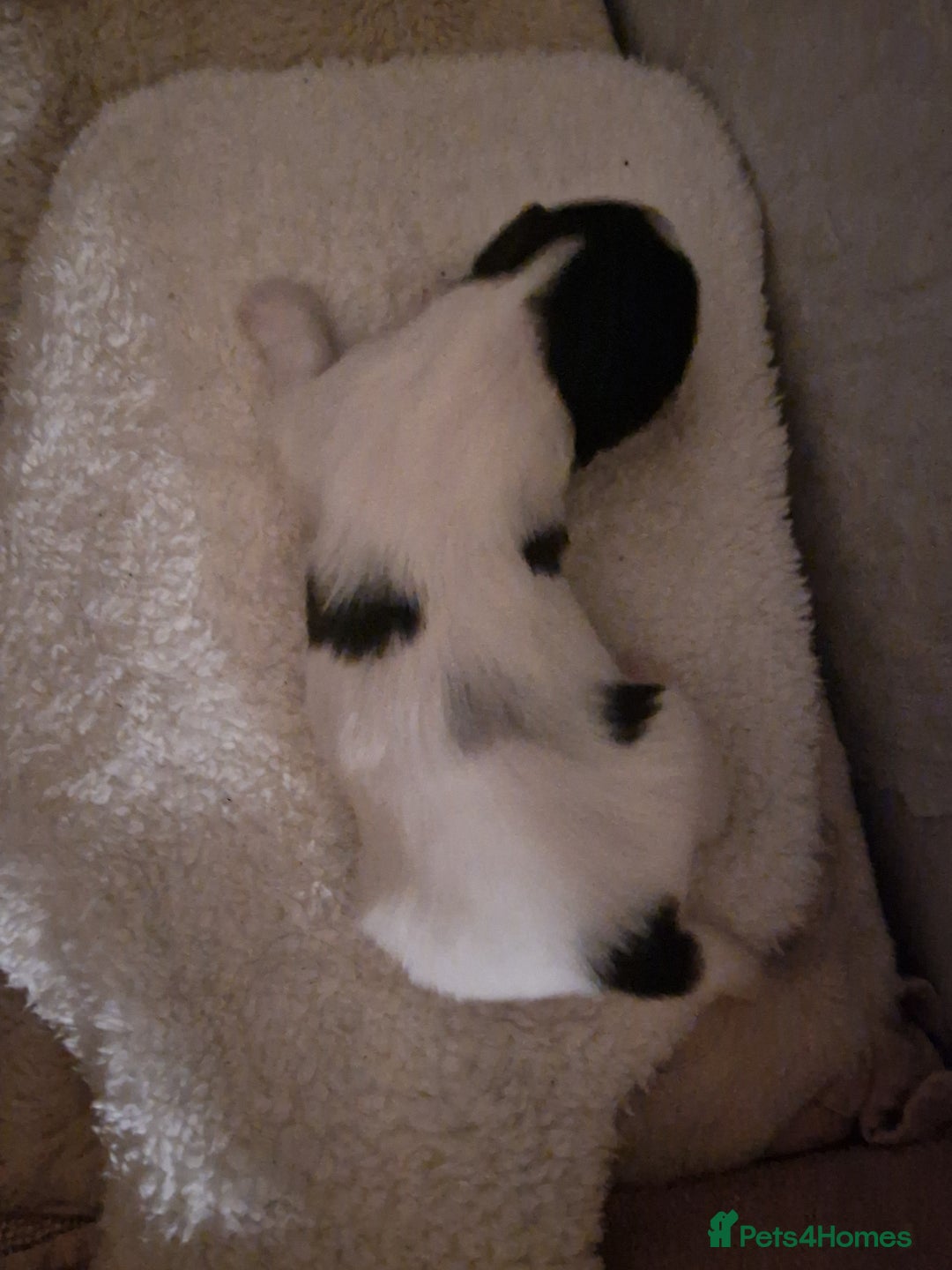 Lhasa Apso dogs for sale: 6 puppies  4 girls 2 boys - Image 9