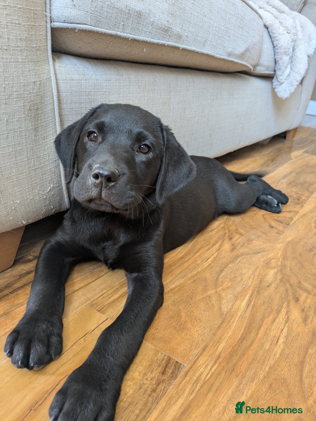 Labrador Retriever dogs for sale: Last black lab bitches available  - Image 15