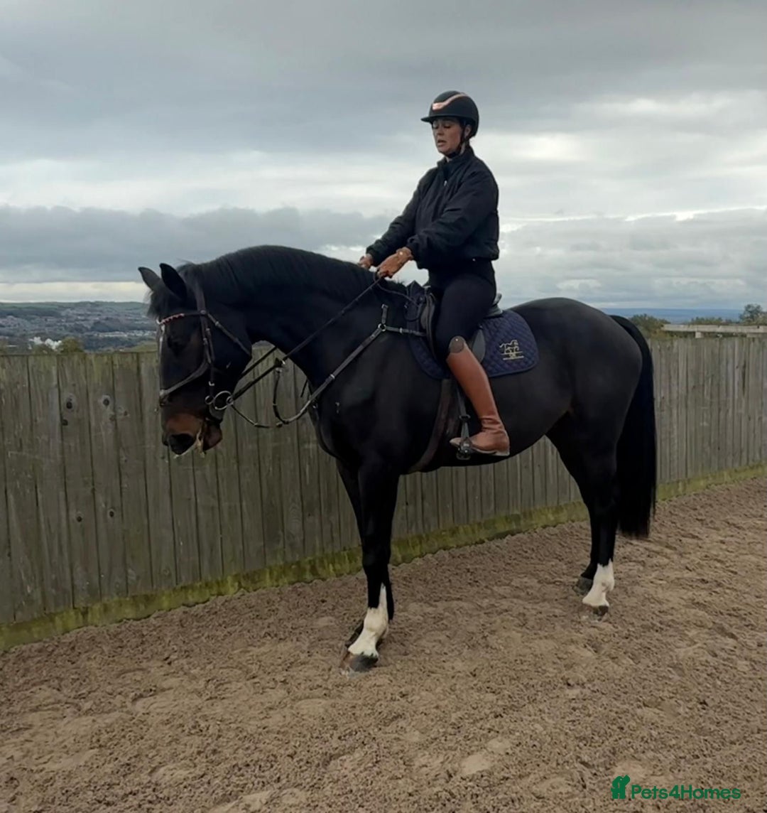 British Warmblood horses for sale: Prince - Great hunting potential / all rounder  - Image 7